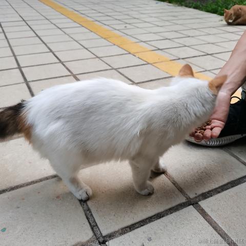 Yj家的孺子牛于2022-11-19 23:46发布的图片