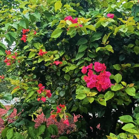 耶耶耶耶cc于2023-07-02 09:52发布的图片