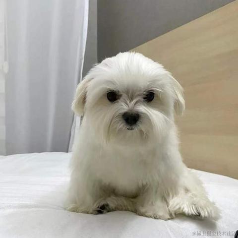BooBoo于2021-12-23 19:17发布的图片