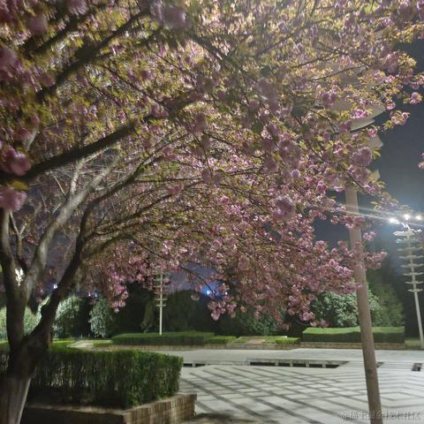 唧唧絮絮于2023-03-29 21:24发布的图片
