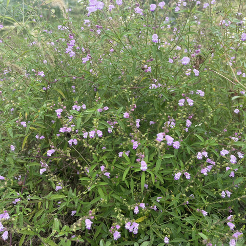 阿白49于2023-10-03 00:52发布的图片