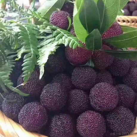 坚果派_坚果于2022-06-13 07:01发布的图片