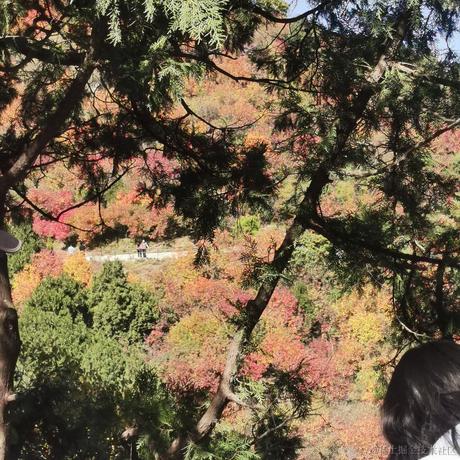 bug修理工于2022-11-12 07:47发布的图片