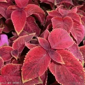 证果果于2022-12-10 20:28发布的图片