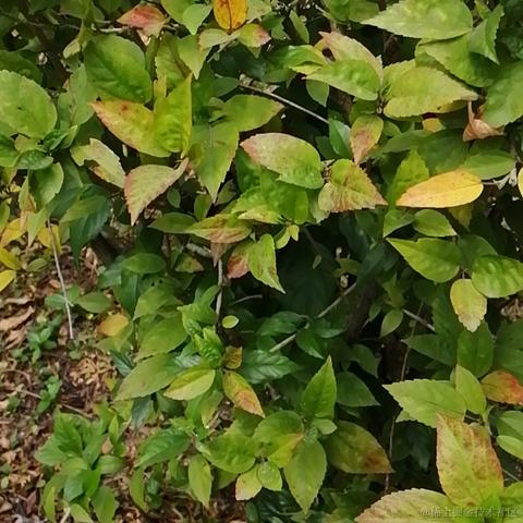 做只小狗耶于2023-06-22 10:40发布的图片