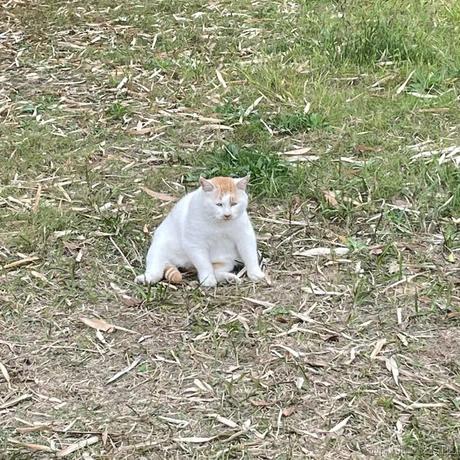 顶碗的王木木于2022-11-29 12:14发布的图片