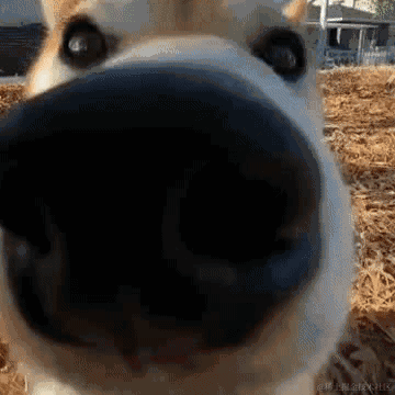 小兔子怎么听得懂这些呢于2022-12-04 08:33发布的图片