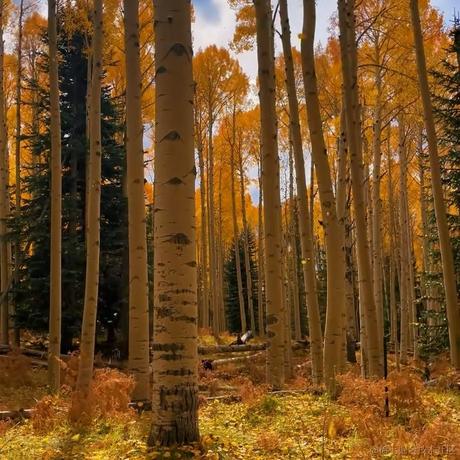 在鸟笼外向你说晚安于2022-11-18 23:29发布的图片