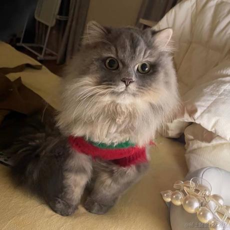 阿橘橘橘橘橘橘于2022-12-28 11:27发布的图片