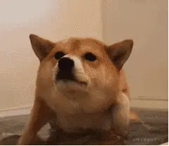 R.gif