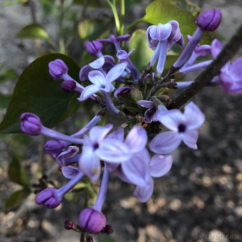 前端精髓于2021-04-04 19:55发布的图片