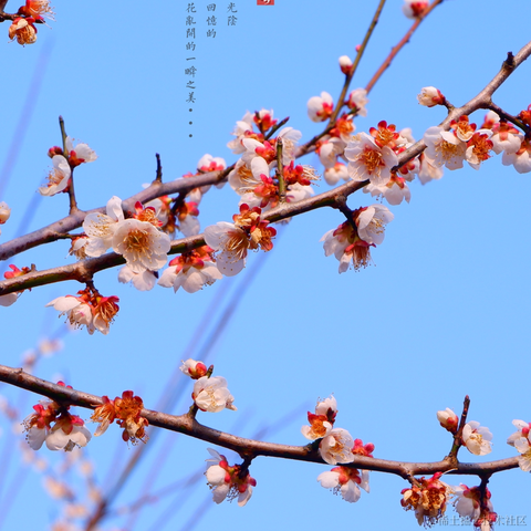 吃猫的鱼_于2023-02-27 09:09发布的图片
