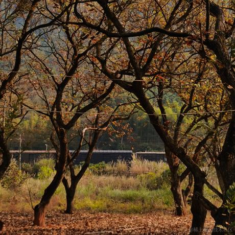 一凯恩一于2022-11-13 12:36发布的图片