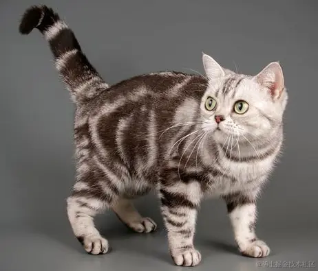 cat009.png