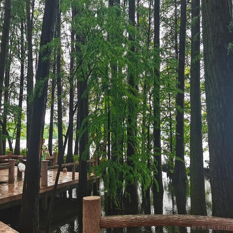 芦苇269于2023-08-27 20:25发布的图片