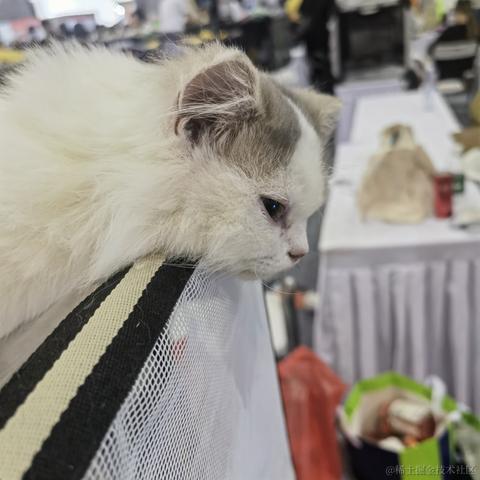 不思进取的菜菜于2023-05-28 21:21发布的图片