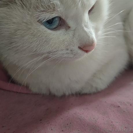 AlaskaVE于2022-12-08 22:47发布的图片