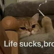 默蓝于2022-11-23 18:47发布的图片