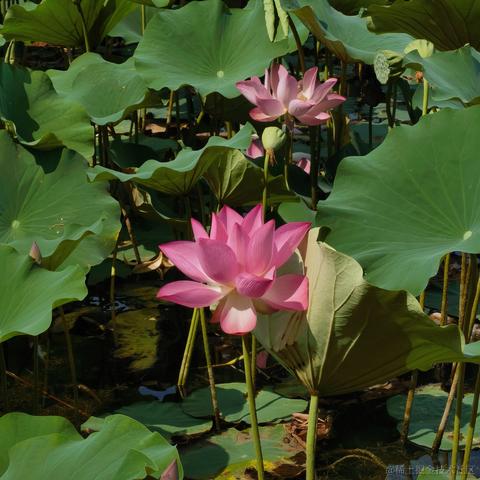 乃宝可爱捏嘎于2023-07-02 14:47发布的图片