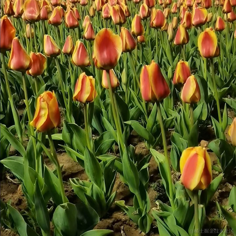 wen622于2023-04-01 22:44发布的图片