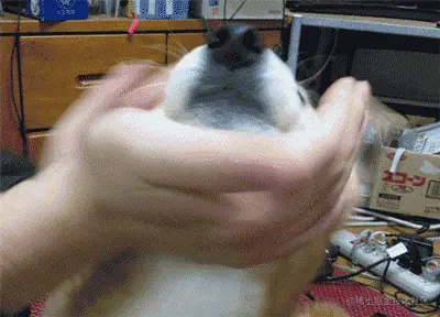 狗00022-手动狗头.gif