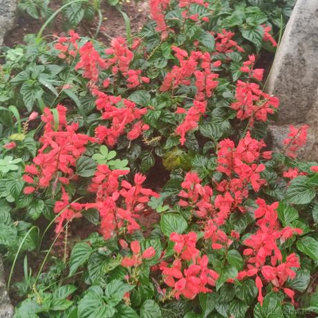 哔哔姬于2023-06-26 12:02发布的图片