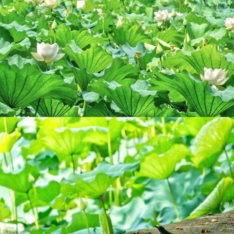 Ava宇宙于2023-06-19 09:17发布的图片