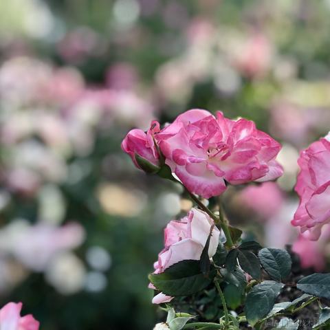 南方者于2023-03-13 18:19发布的图片