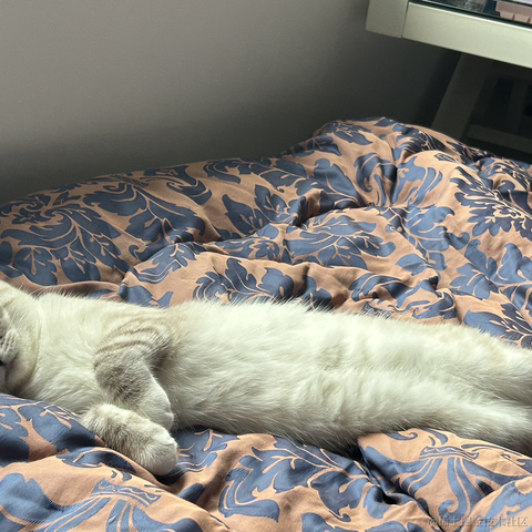 llight于2023-04-20 21:11发布的图片