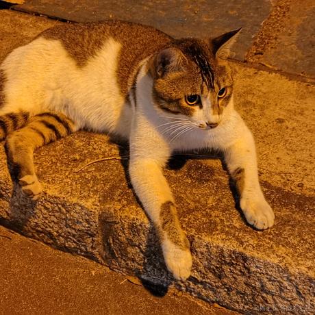 Wei于2022-11-28 23:23发布的图片