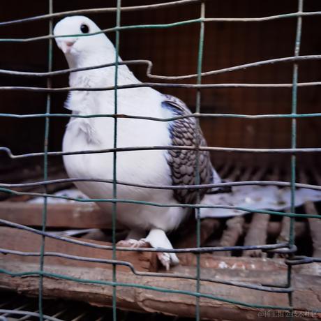 红黄蓝白黑于2022-12-10 23:41发布的图片