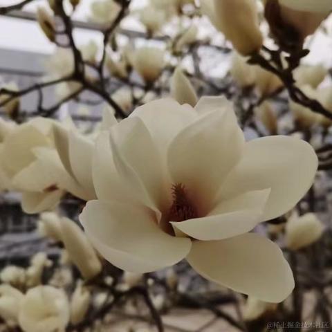 凤2018于2023-04-03 21:53发布的图片