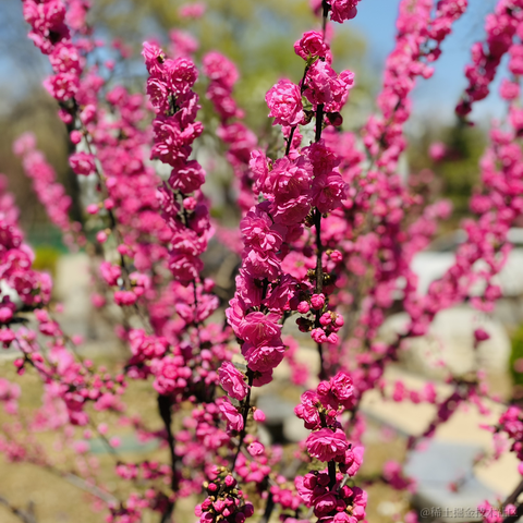 lizheming于2021-03-29 13:45发布的图片