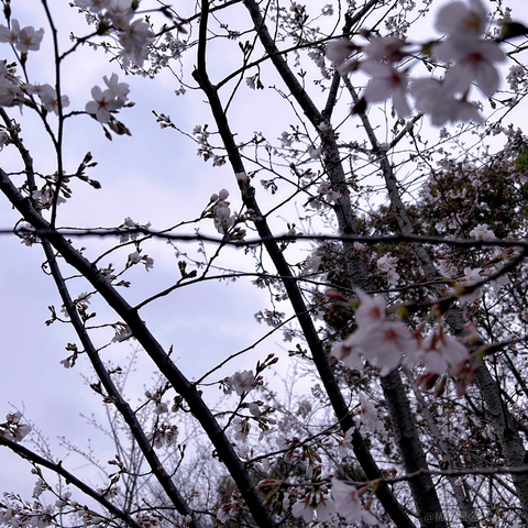 快乐的海绵宝宝于2023-03-20 13:12发布的图片