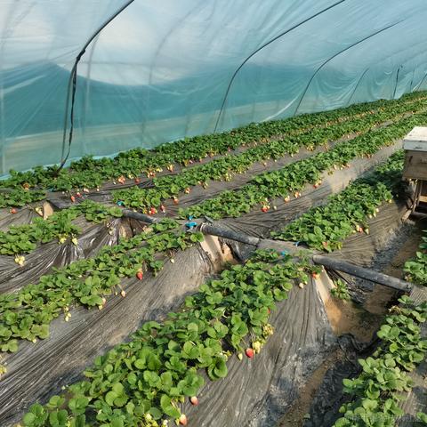 魈的身高于2023-01-24 13:08发布的图片