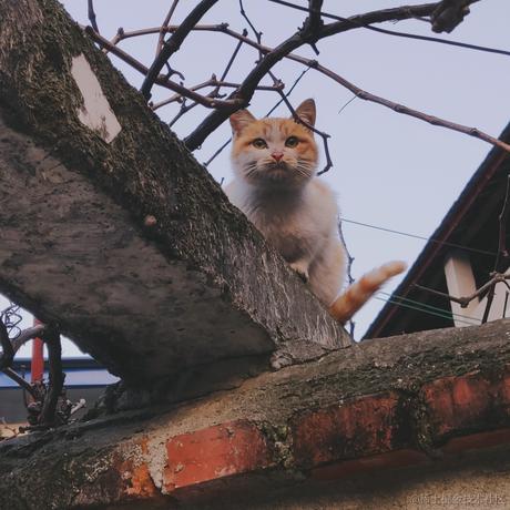 Zingyxu于2023-01-26 19:06发布的图片