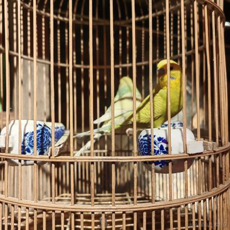 八哥的温柔乡于2022-12-12 10:11发布的图片