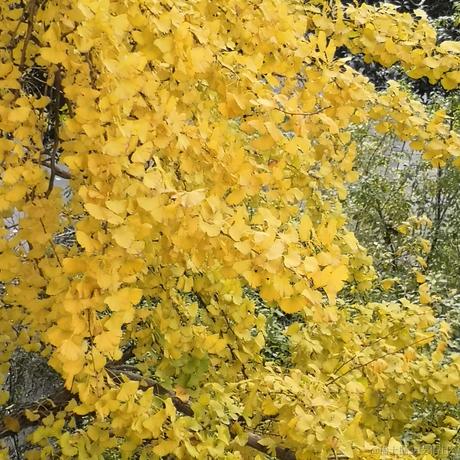 小鲤鱼有勇气于2022-11-14 12:09发布的图片