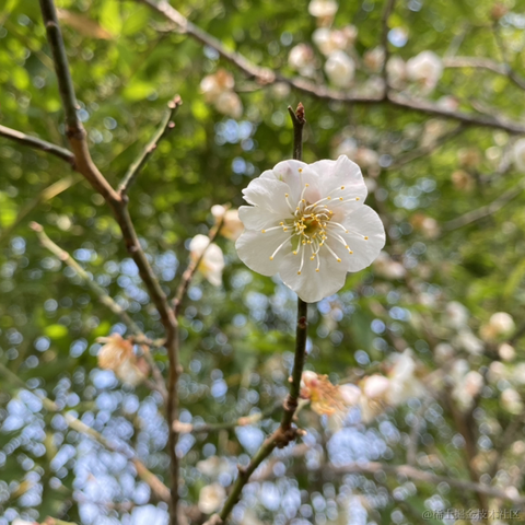 夜果子于2023-03-16 09:34发布的图片