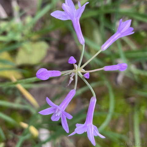 Simple_and_fond于2024-04-09 12:42发布的图片