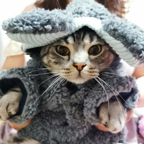 CatWatermelon于2022-12-17 22:20发布的图片