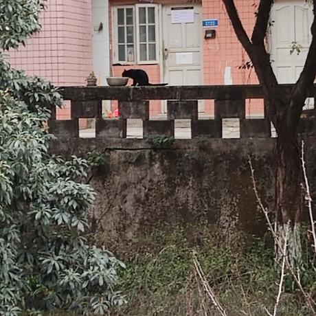 不飞则已一飞于2023-04-12 13:51发布的图片