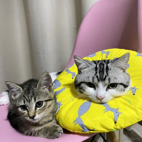 程序猿秃头之路于2021-12-15 12:33发布的图片