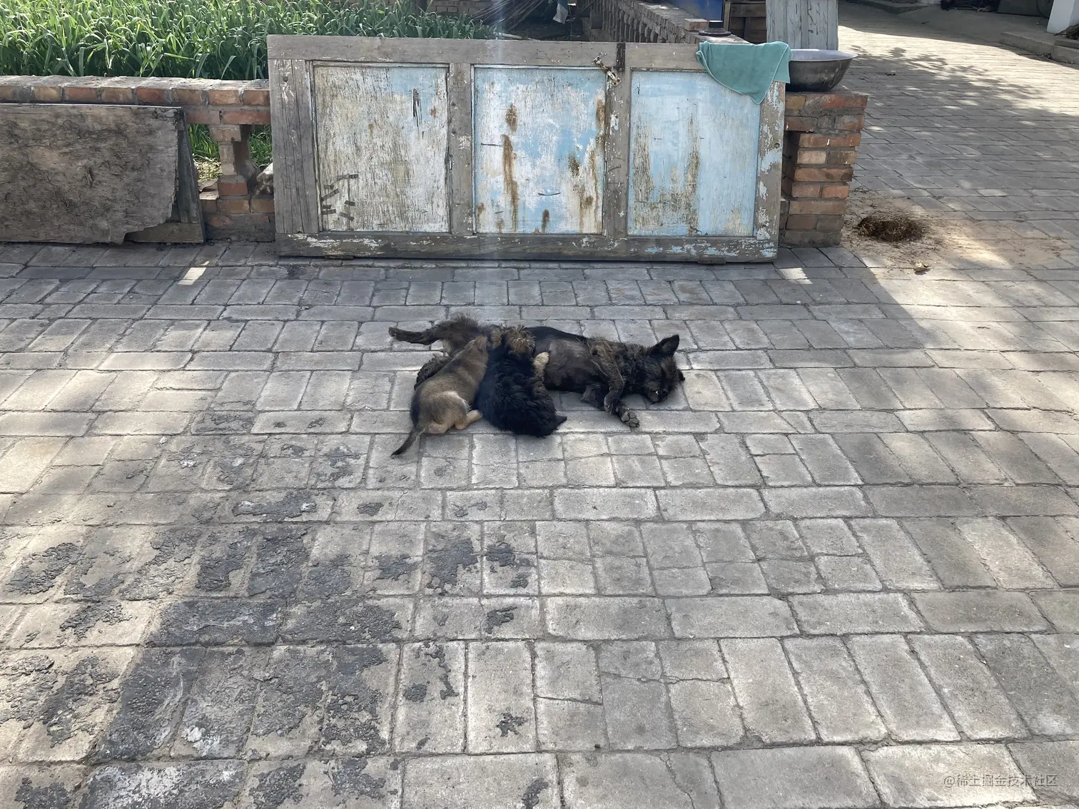 龅牙妹和她的崽崽