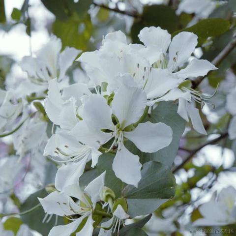 折花赠汝于2023-03-20 09:53发布的图片