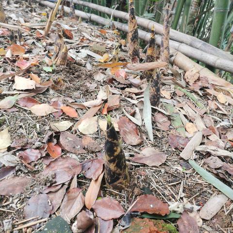 朱丽娜于2021-04-06 15:25发布的图片