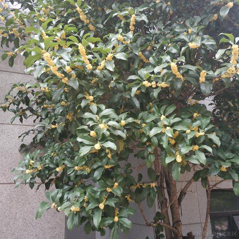 wangly19于2020-09-28 08:27发布的图片