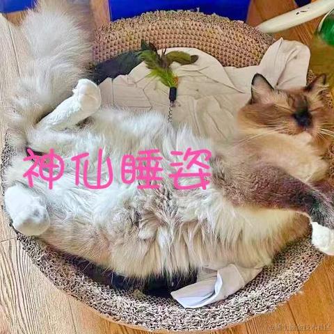小鲸鱼mm于2022-01-05 16:02发布的图片