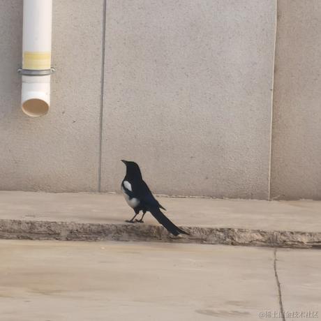 张鱼哥z于2023-04-25 23:47发布的图片