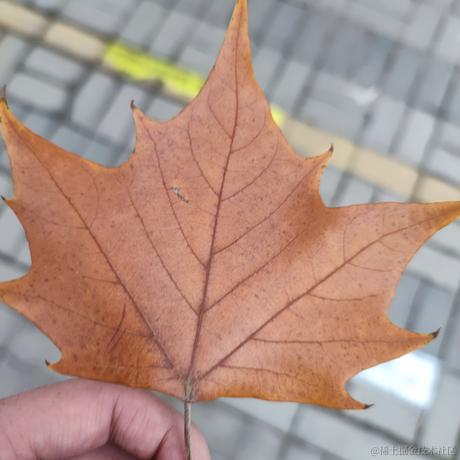 VihoL于2022-11-20 11:45发布的图片